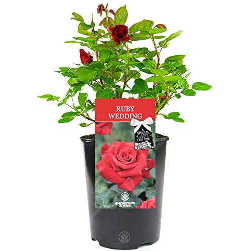 Ruby Wedding Rose - 40th Wedding Anniversary - Help Celebrate a Special Couple's Ruby Wedding Anniversary with a Unique Living Plant Gift